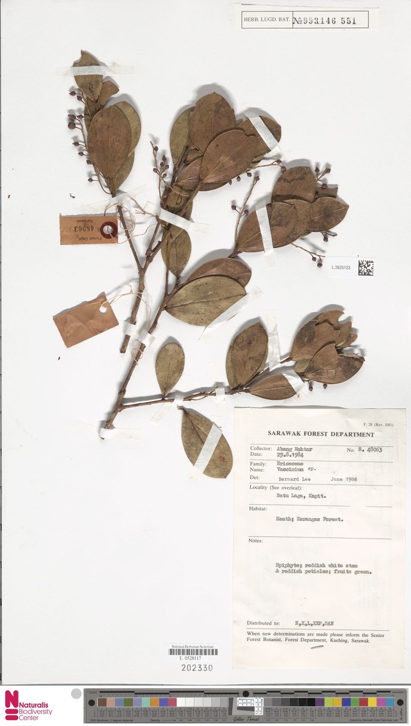 Vaccinium cercidifolium photo 5