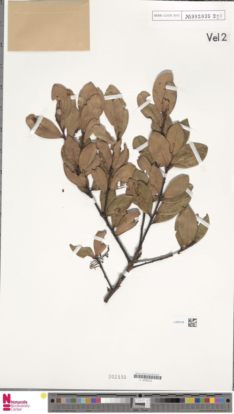 Vaccinium cercidifolium photo 6