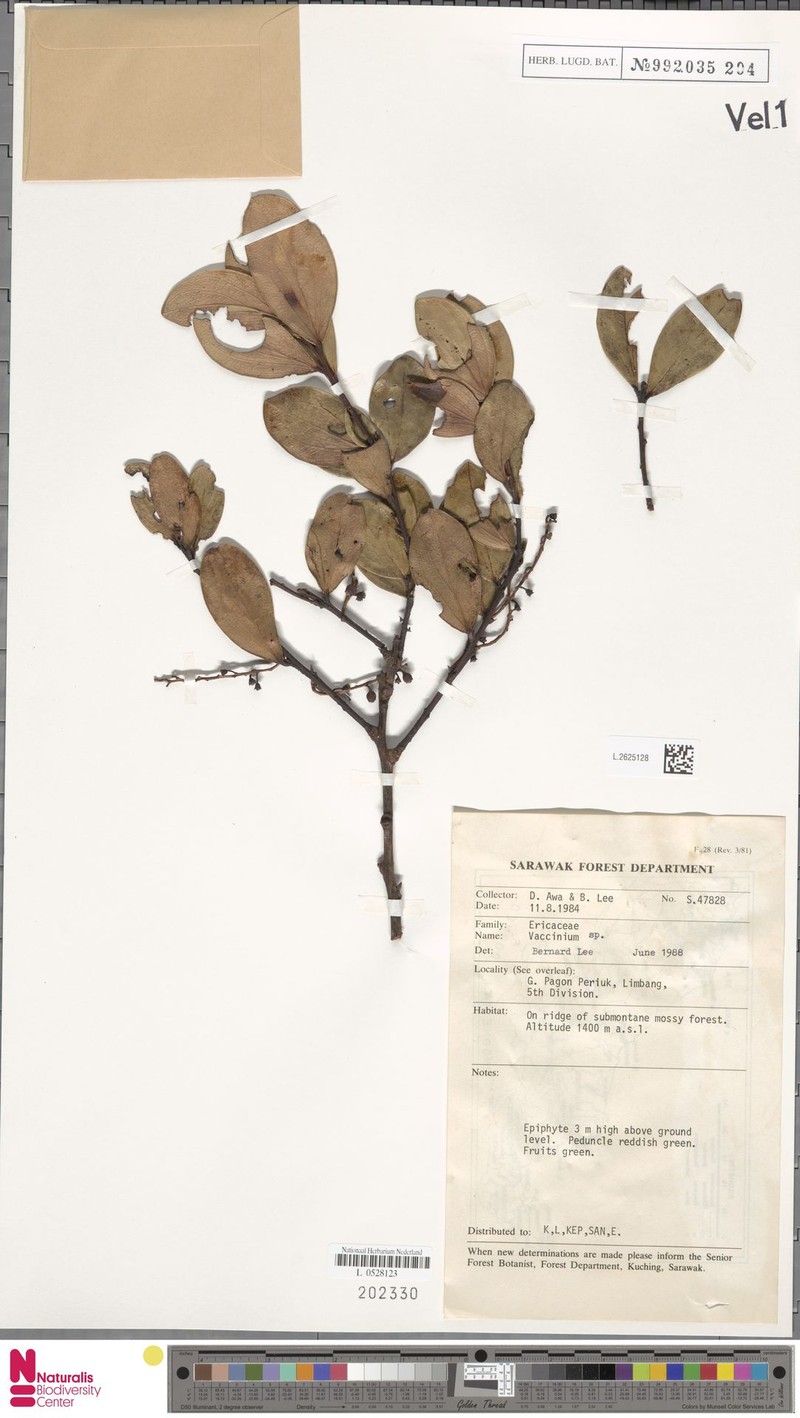 Vaccinium cercidifolium photo 7