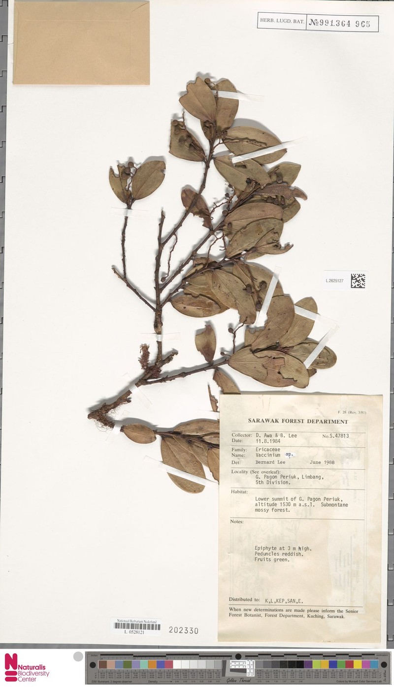 Vaccinium cercidifolium photo 8