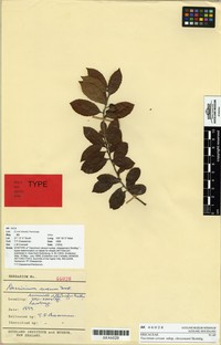 Vaccinium cereum