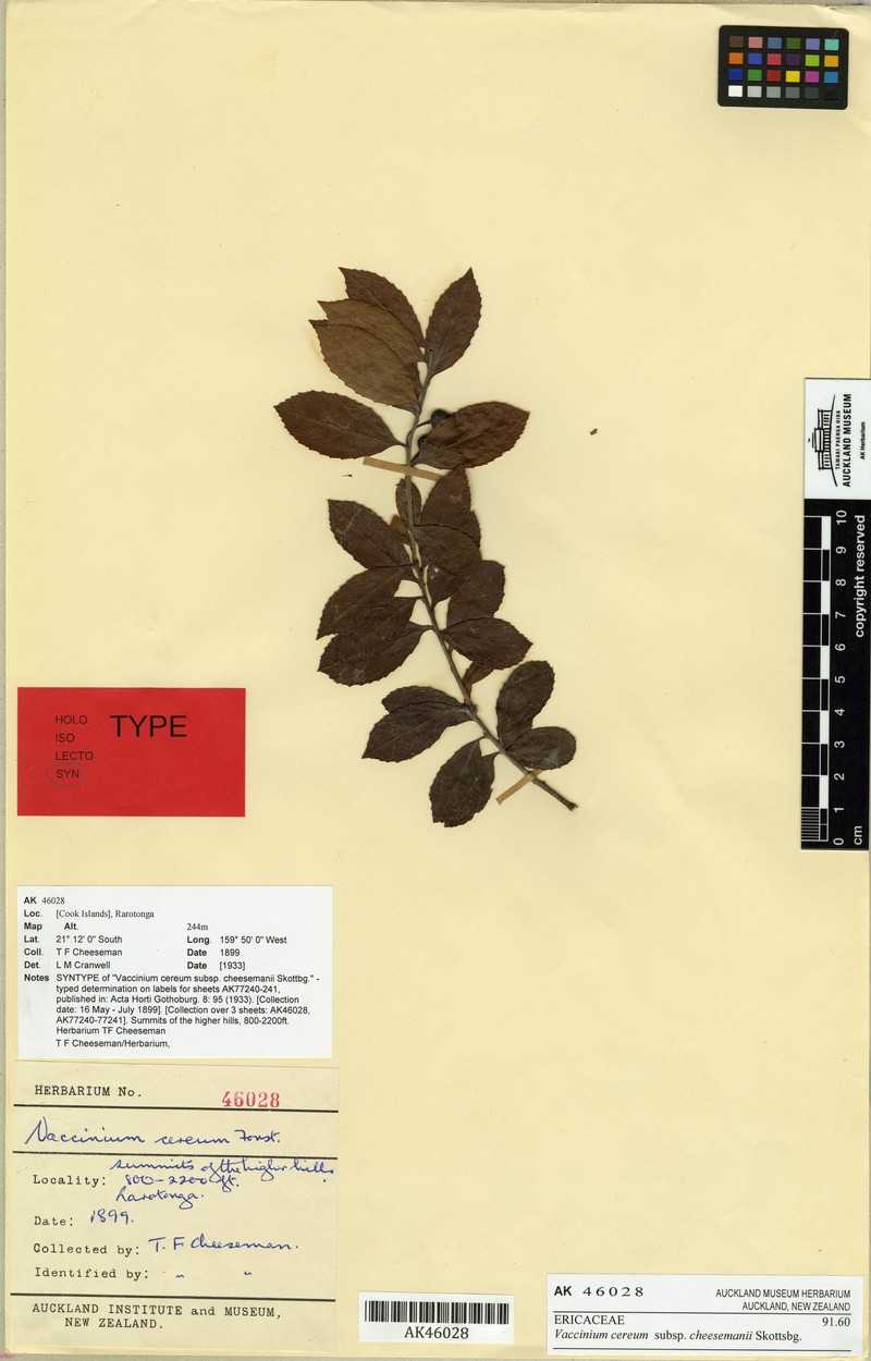 Vaccinium cereum