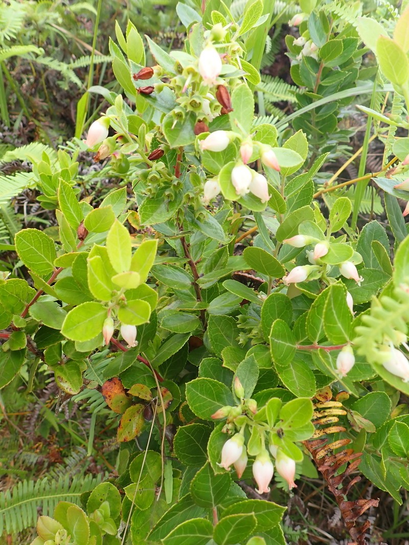 Vaccinium cereum photo 2
