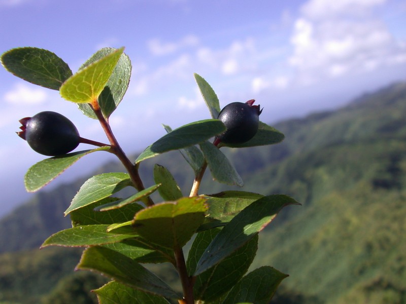 Vaccinium cereum photo 3