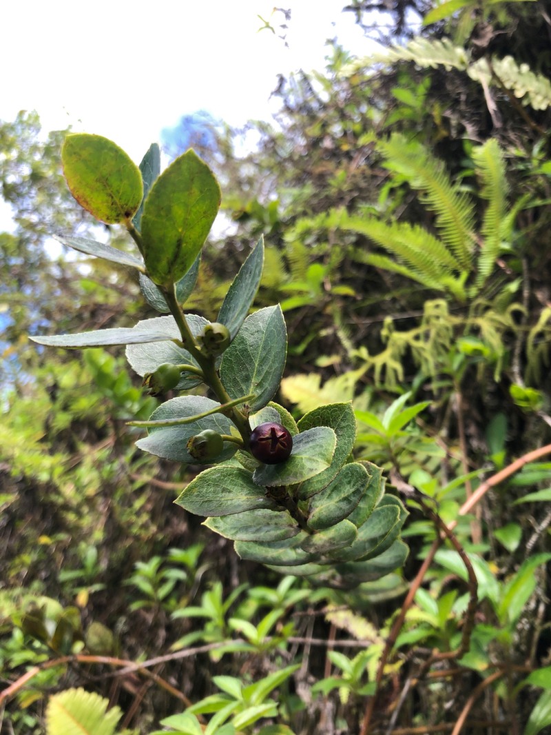 Vaccinium cereum photo 4