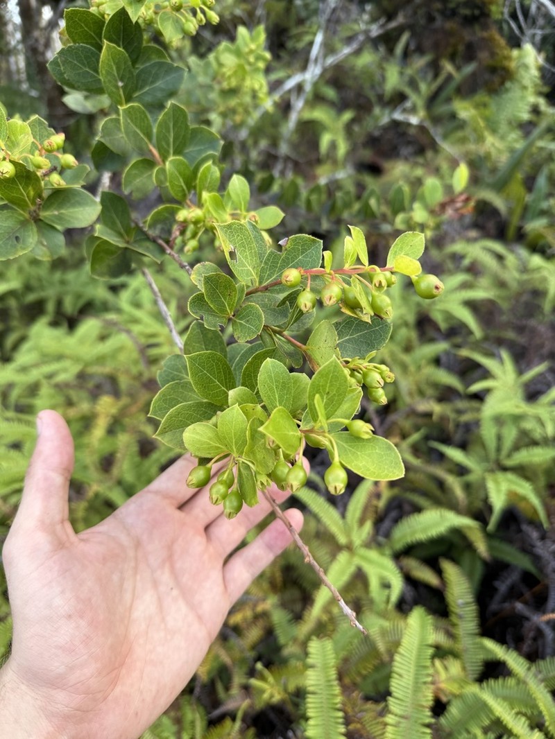 Vaccinium cereum photo 5