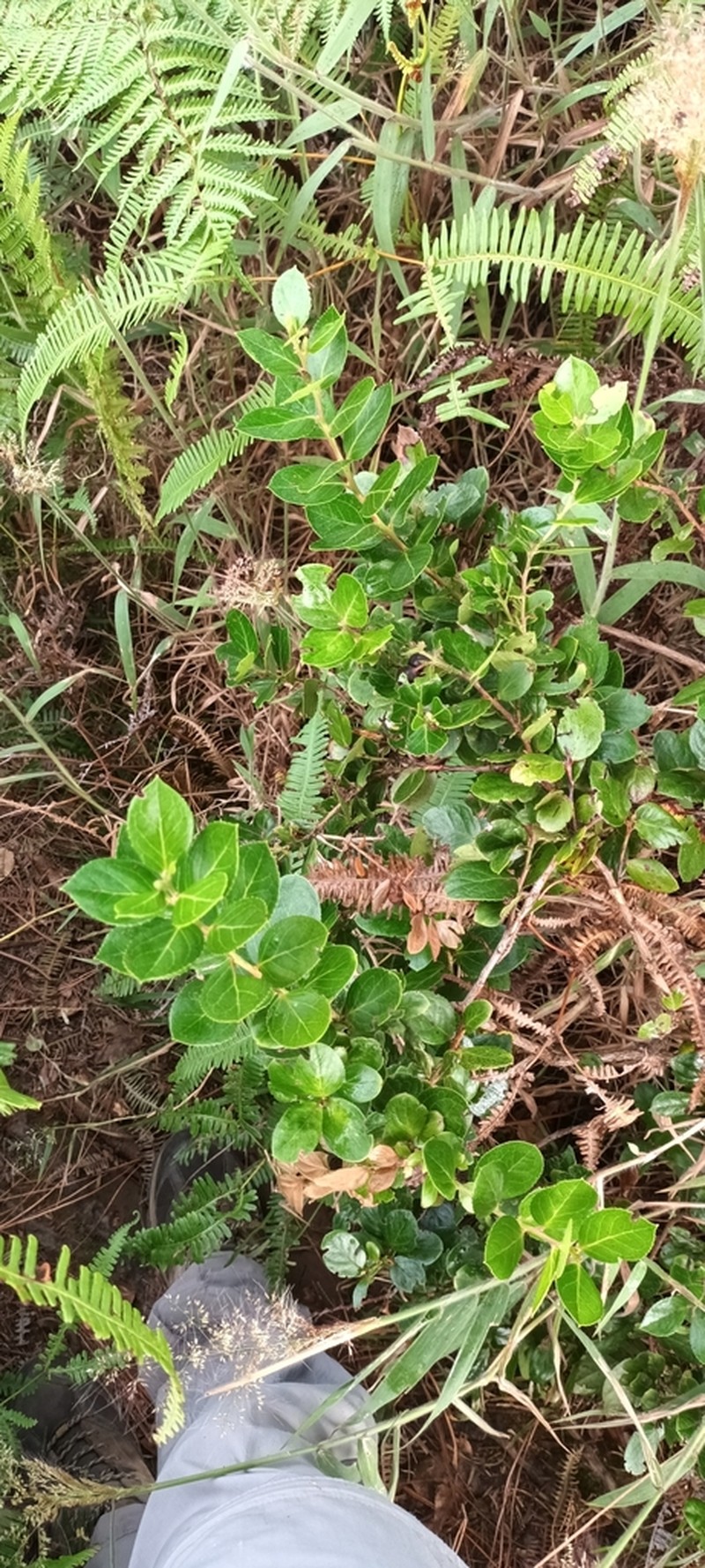Vaccinium cereum photo 6