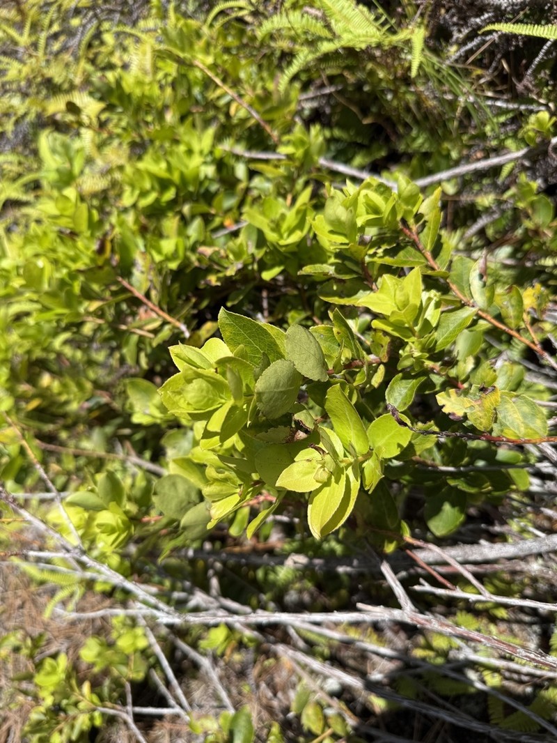Vaccinium cereum photo 7