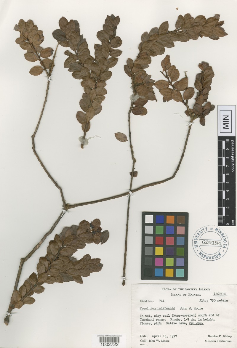 Vaccinium cereum subsp. cereum