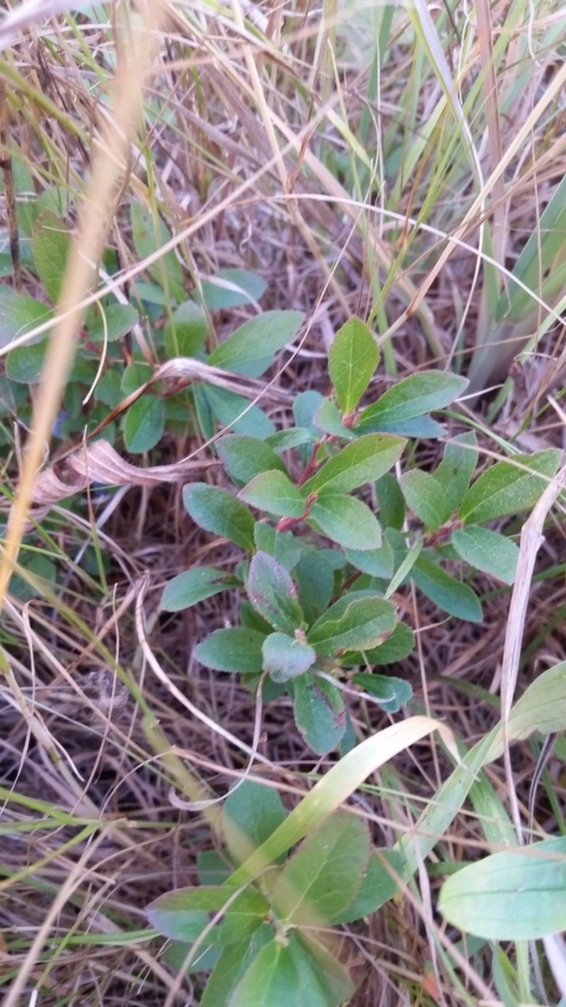 Dwarf Bilberry photo 3