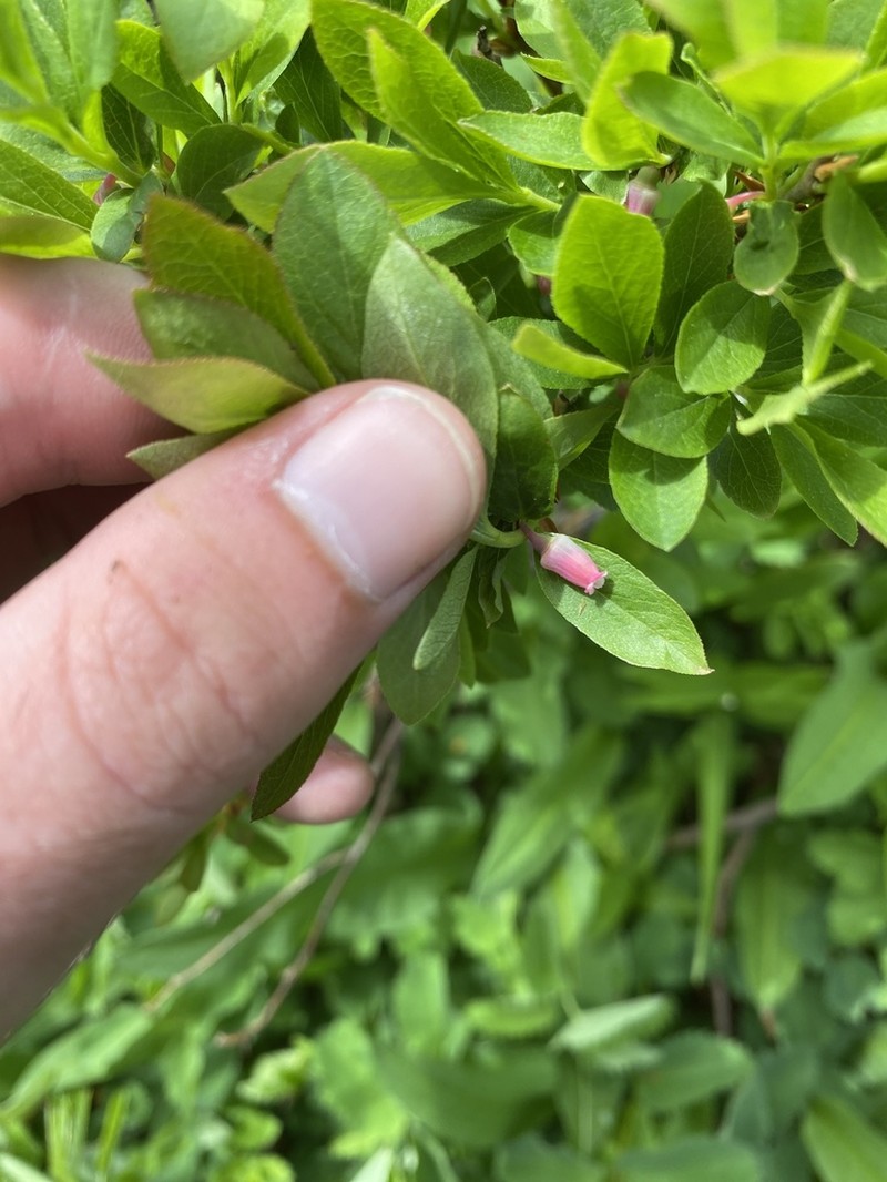 Dwarf Bilberry photo 4