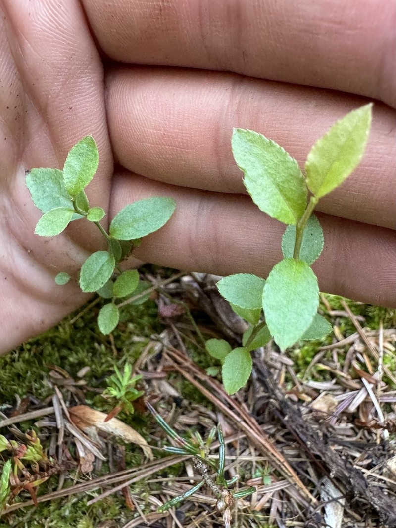 Dwarf Bilberry photo 5