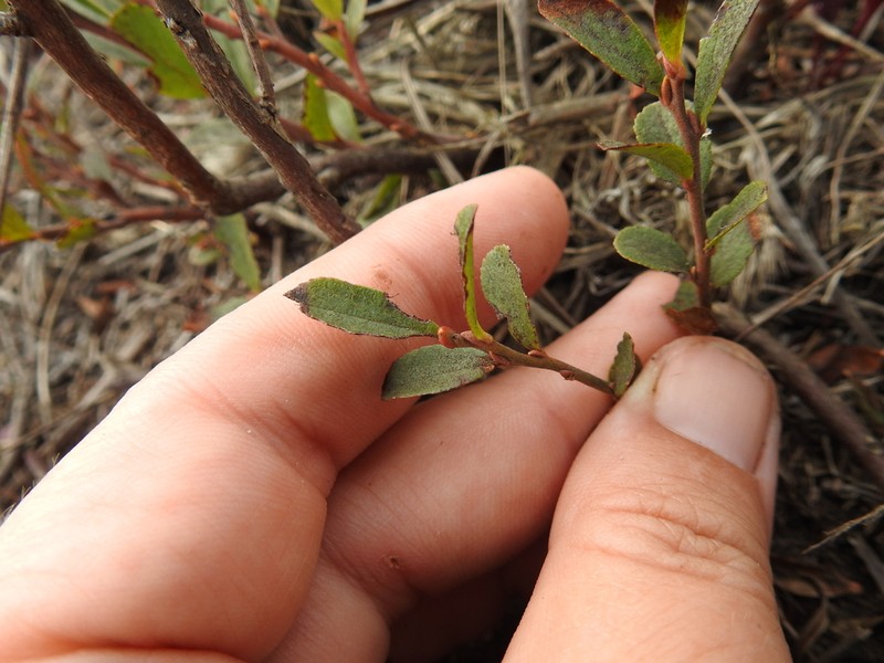 Dwarf Bilberry photo 6