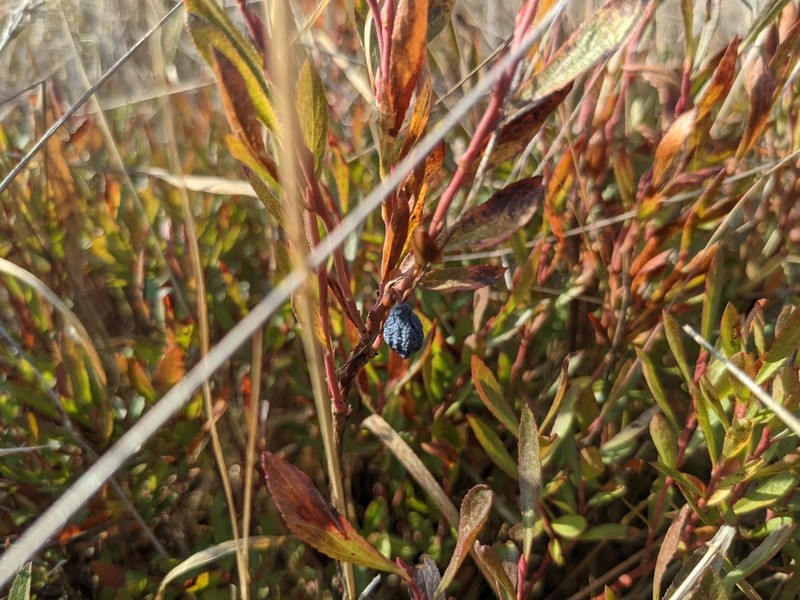 Dwarf Bilberry photo 7