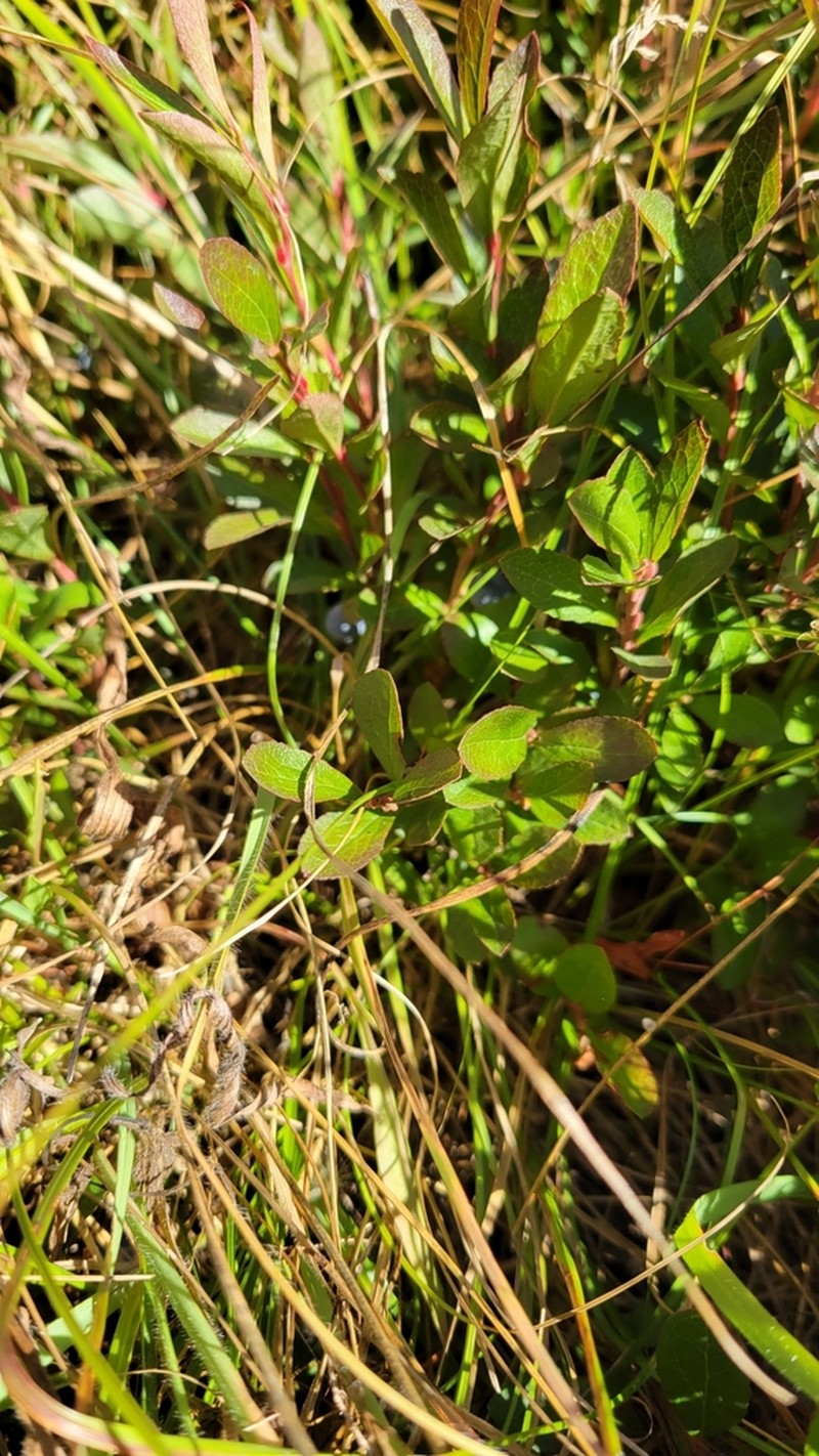 Dwarf Bilberry photo 8