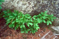 Dwarf Bilberry