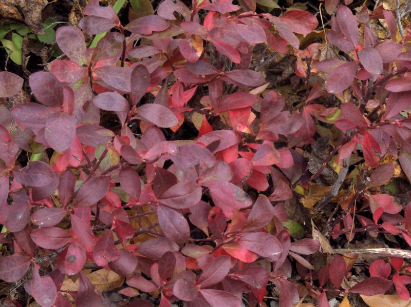 Dwarf Bilberry photo 2