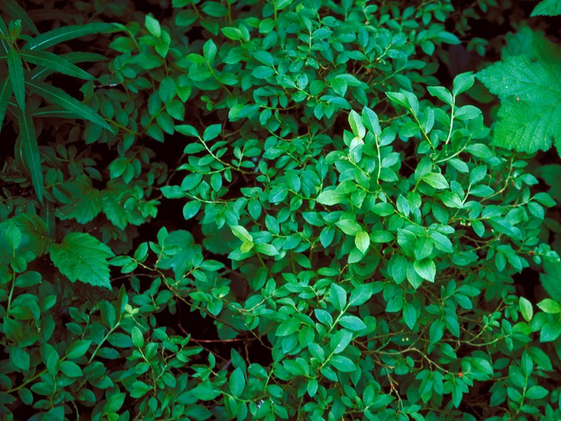 Dwarf Bilberry photo 3