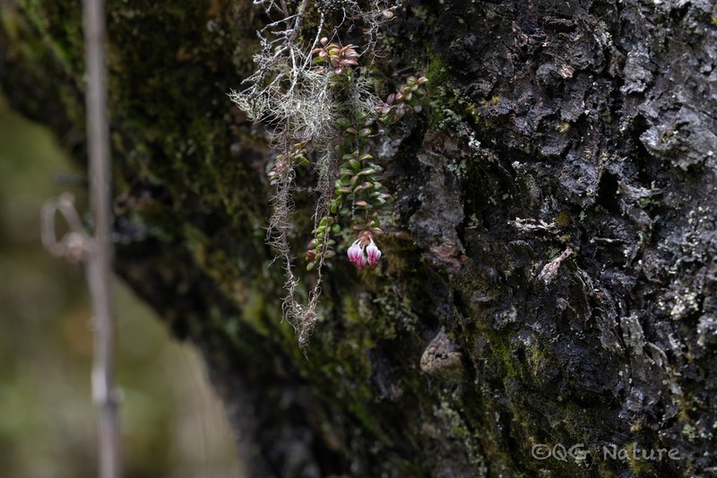 Vaccinium chaetothrix