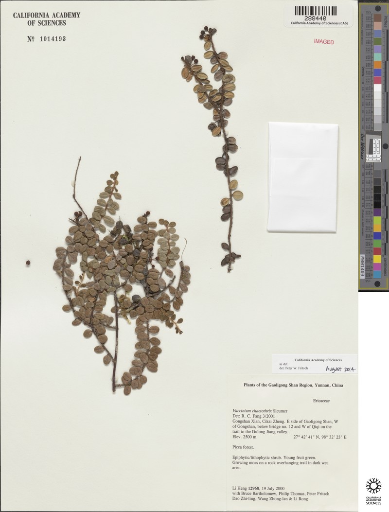 Vaccinium chaetothrix photo 2