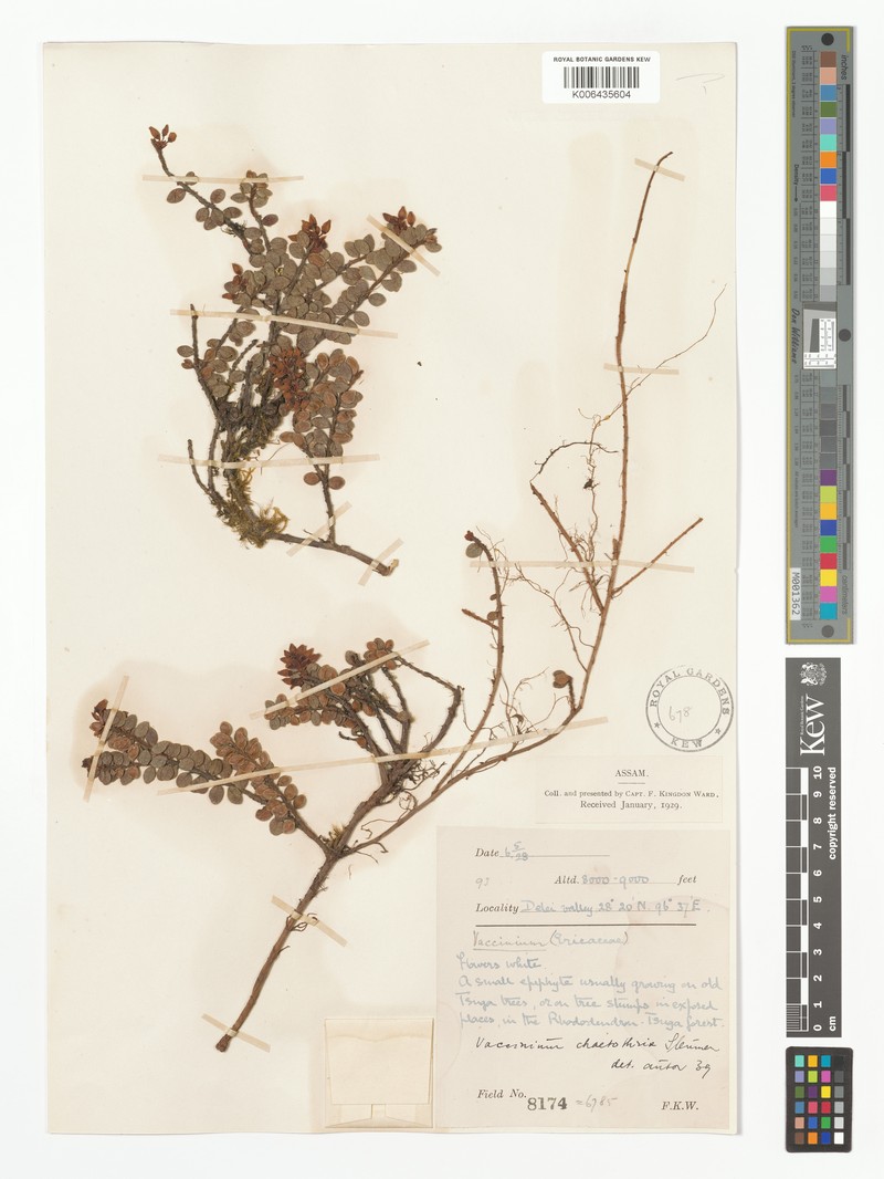 Vaccinium chaetothrix photo 3
