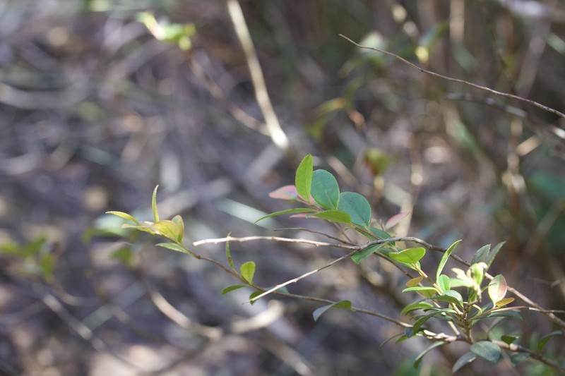 Vaccinium chaozhouense