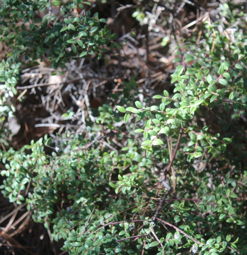 Vaccinium chihuahuense