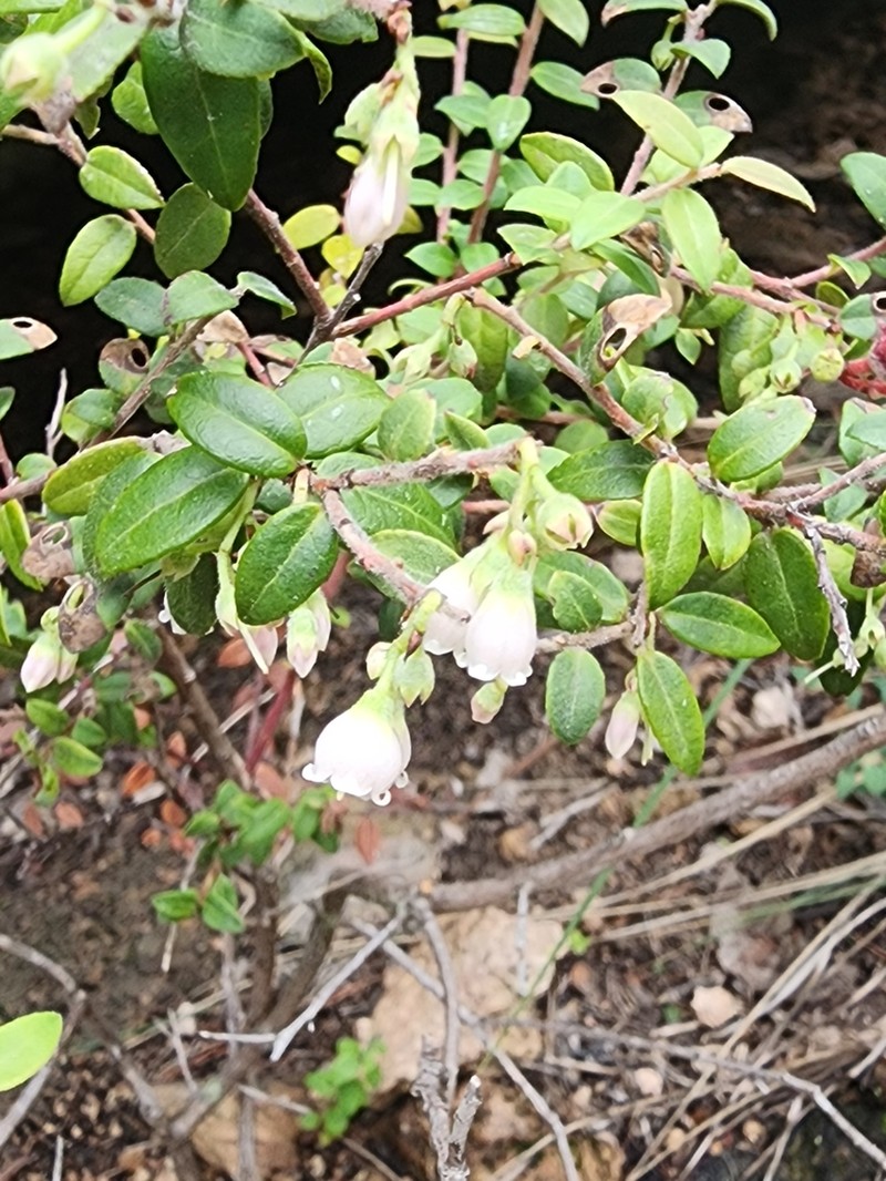 Vaccinium chihuahuense photo 2