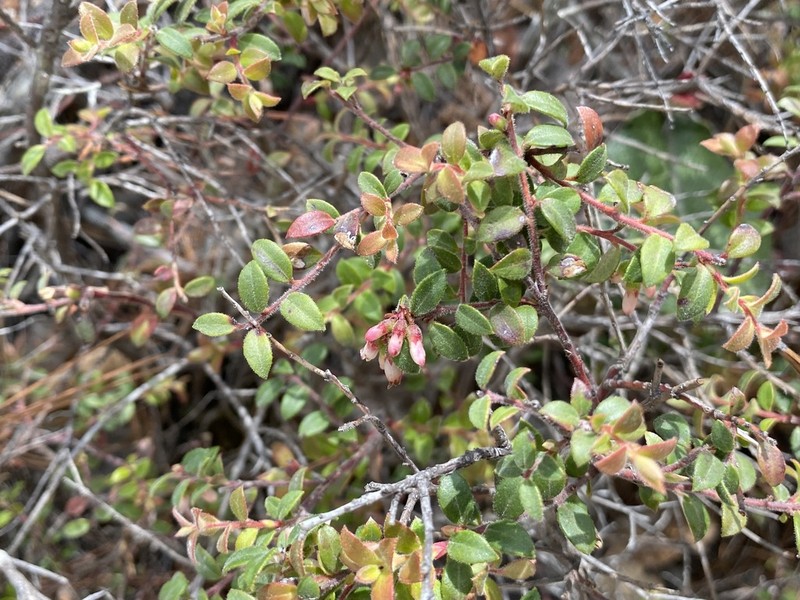 Vaccinium chihuahuense photo 3