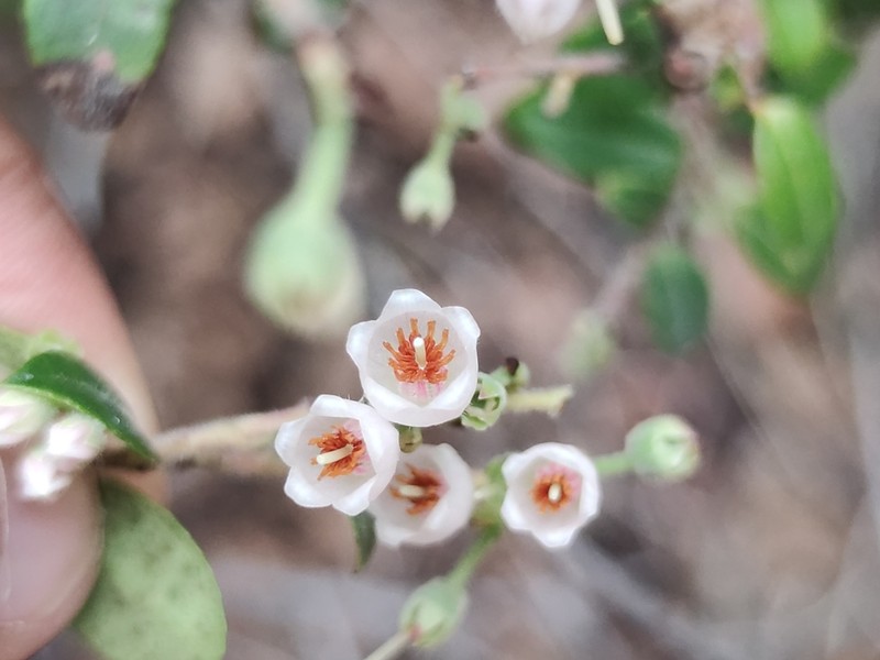 Vaccinium chihuahuense photo 4