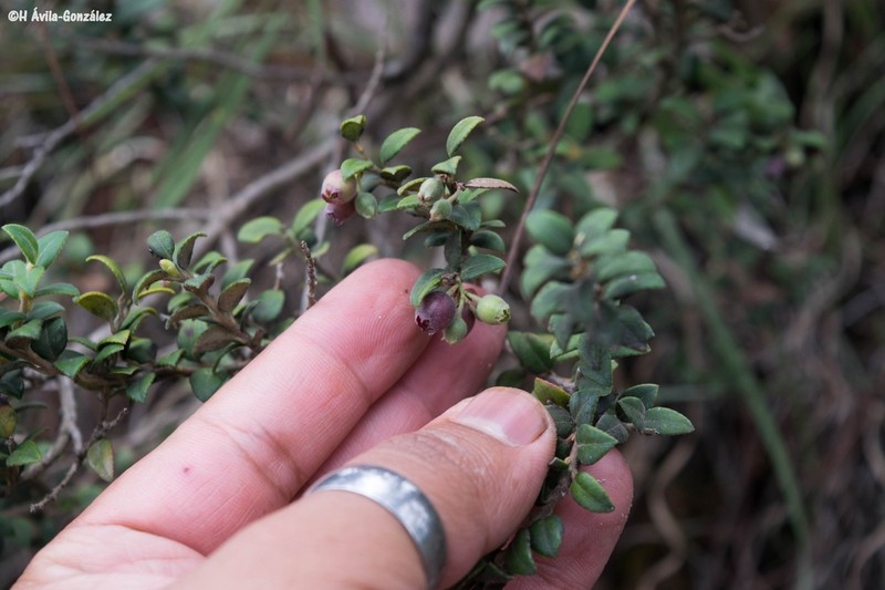 Vaccinium chihuahuense photo 5