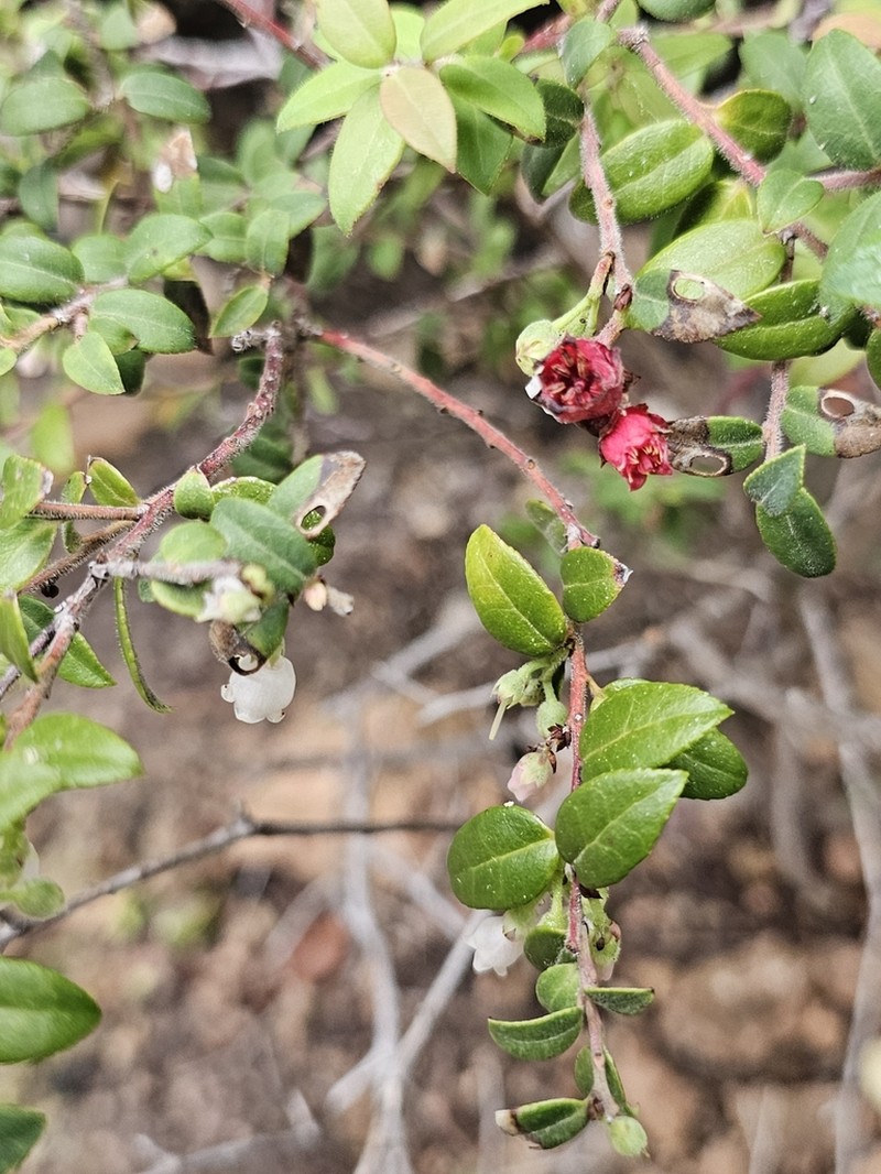 Vaccinium chihuahuense photo 7