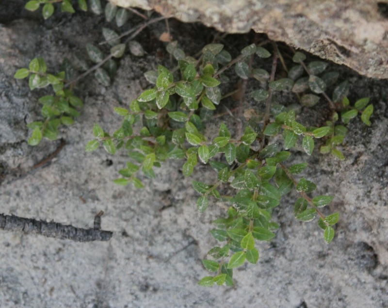 Vaccinium chihuahuense photo 8
