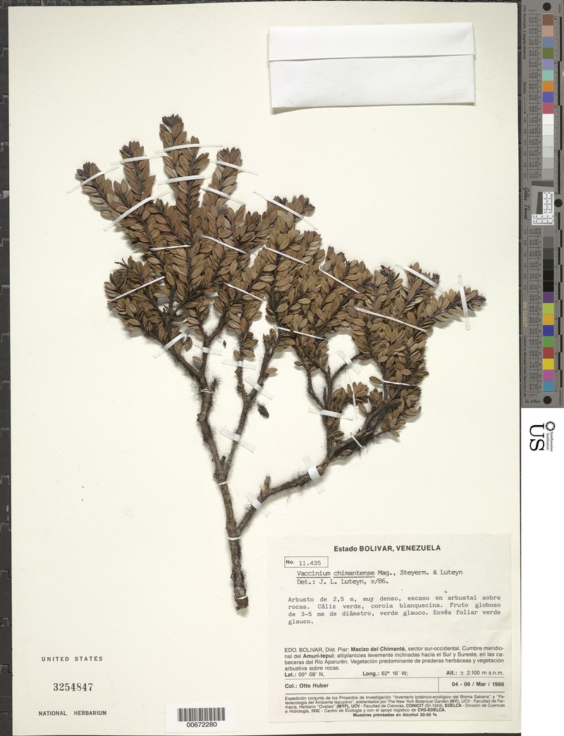 Vaccinium chimantense
