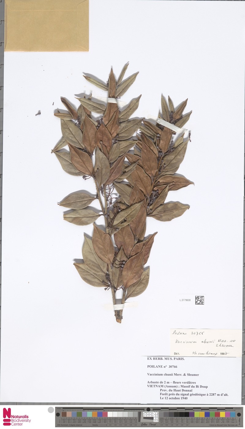 Vaccinium chunii