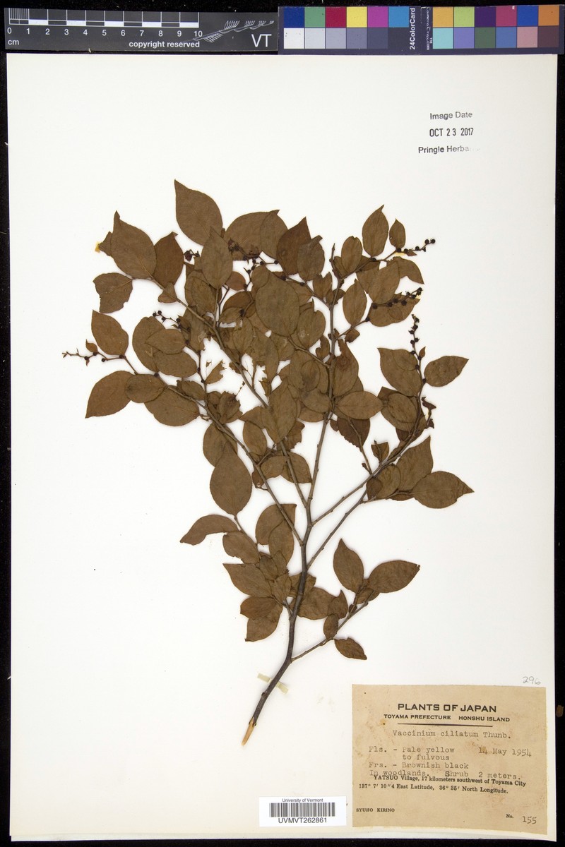 Vaccinium ciliatum photo 2
