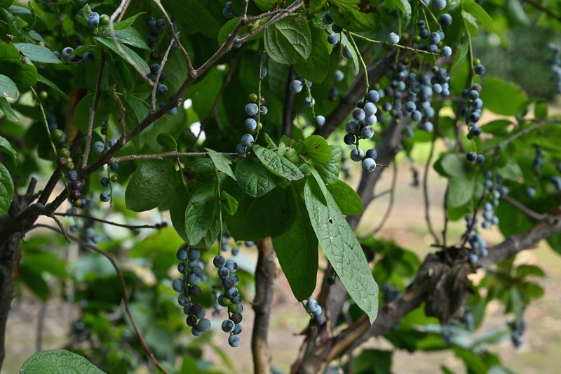 Vaccinium ciliatum