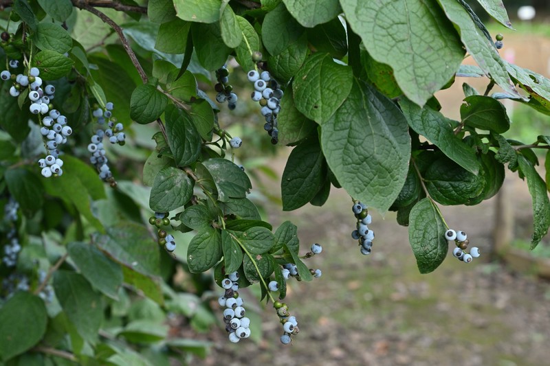Vaccinium ciliatum photo 3