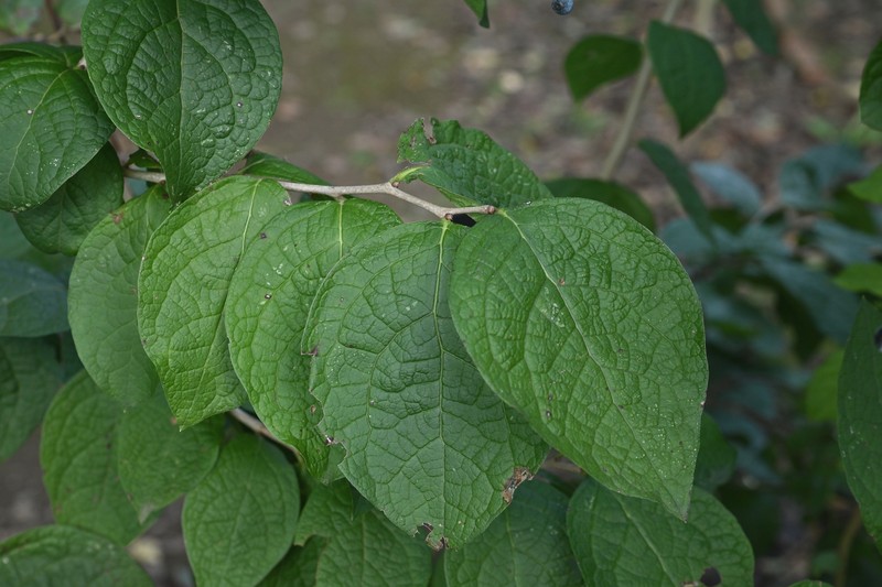 Vaccinium ciliatum photo 4