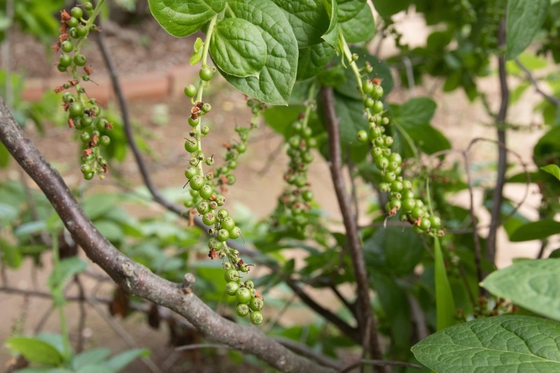 Vaccinium ciliatum photo 6