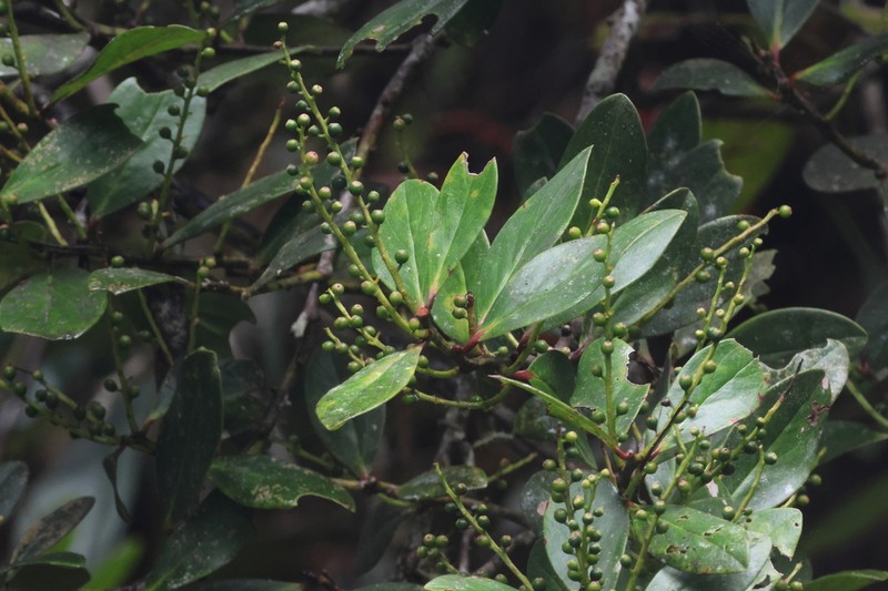 Vaccinium claoxylon
