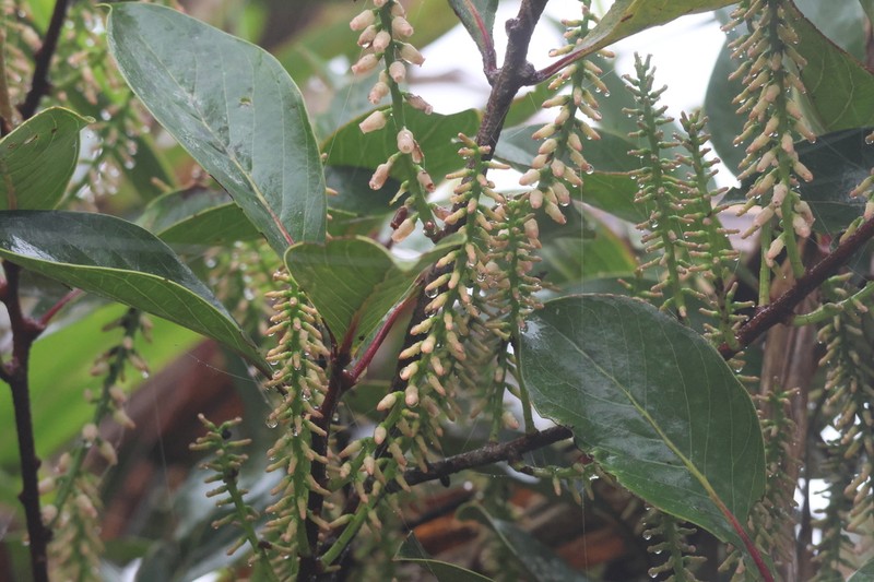 Vaccinium claoxylon photo 2