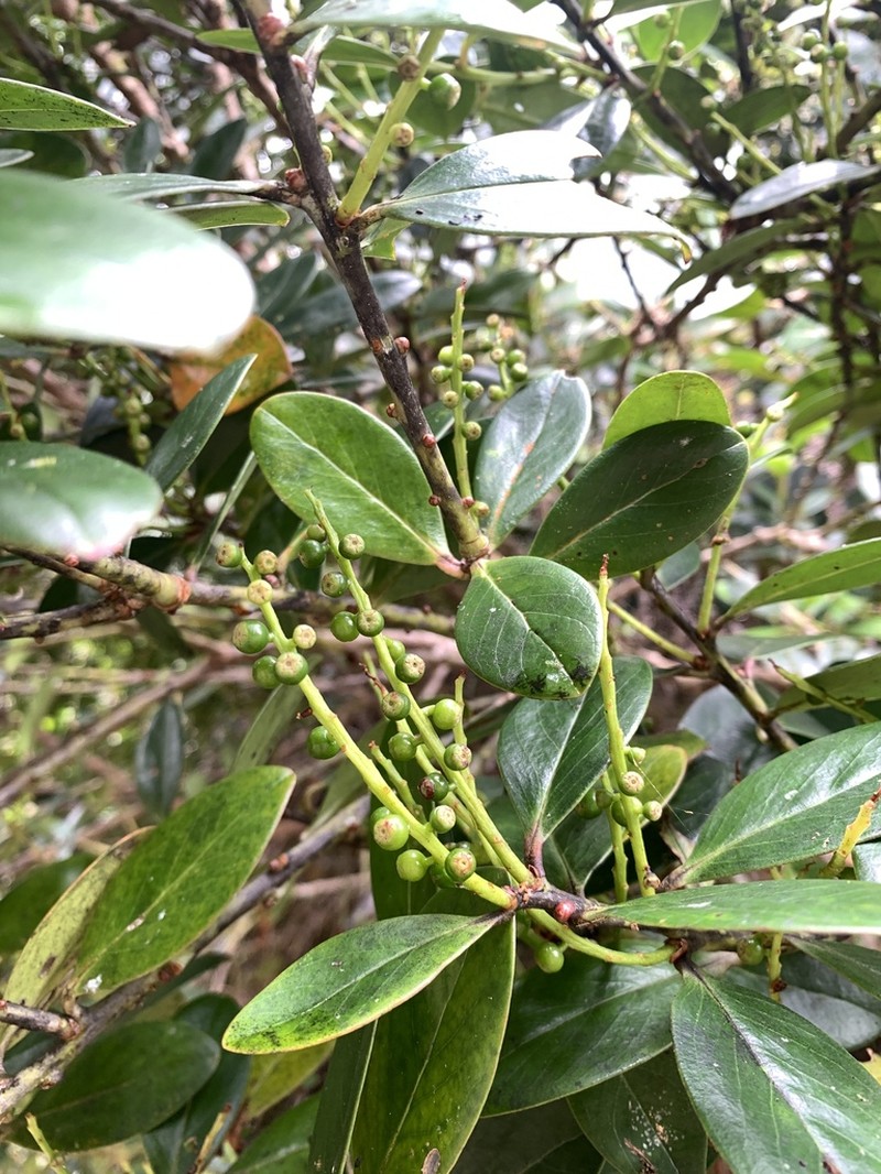 Vaccinium claoxylon photo 3