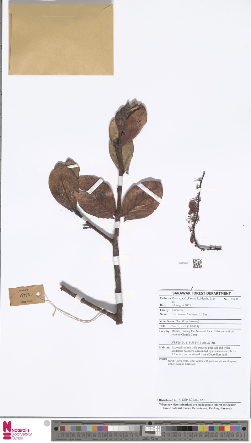 Vaccinium claoxylon photo 4