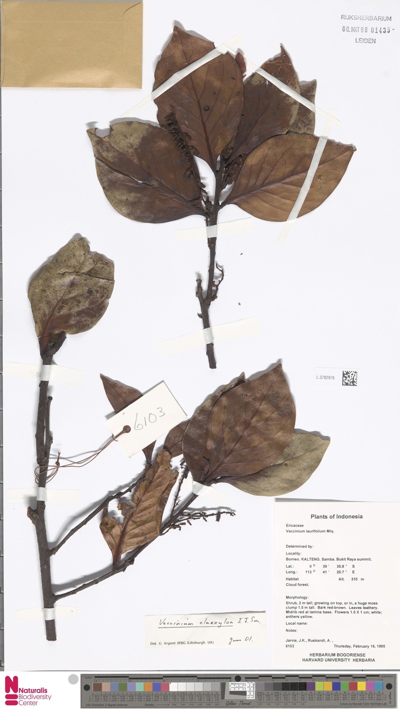 Vaccinium claoxylon photo 5