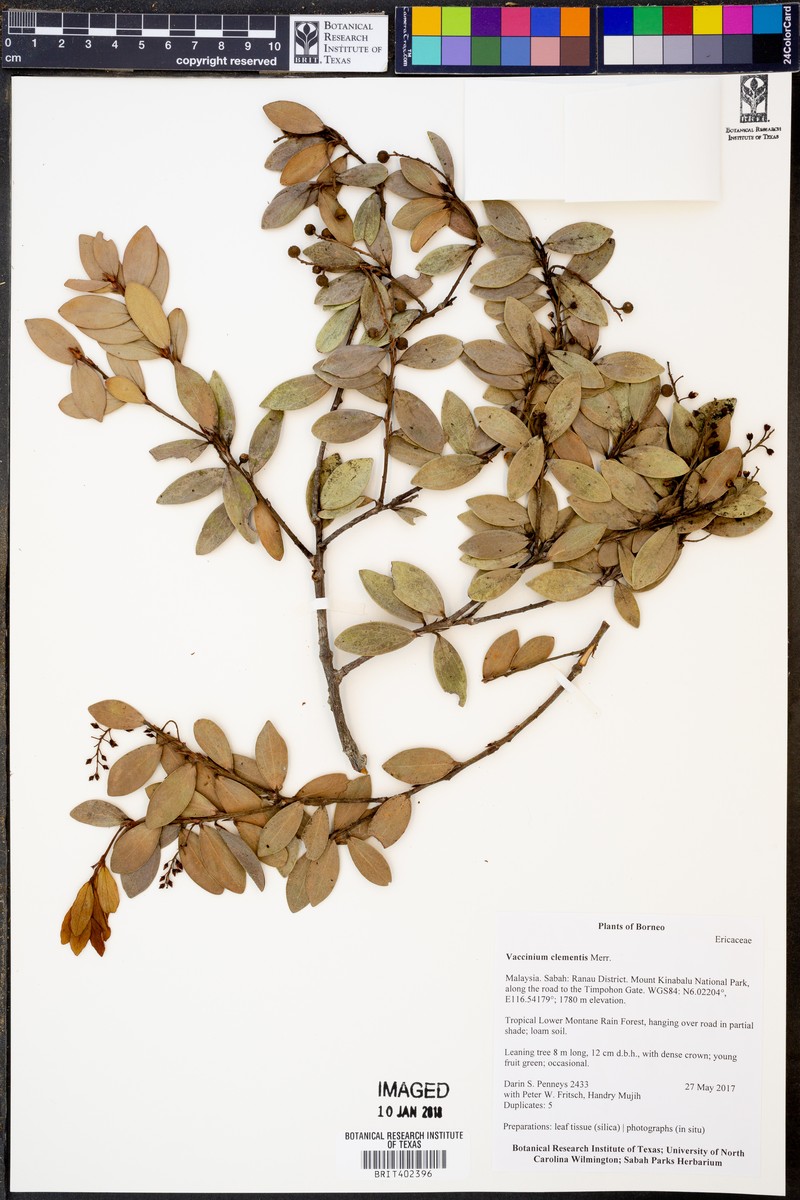Vaccinium clementis