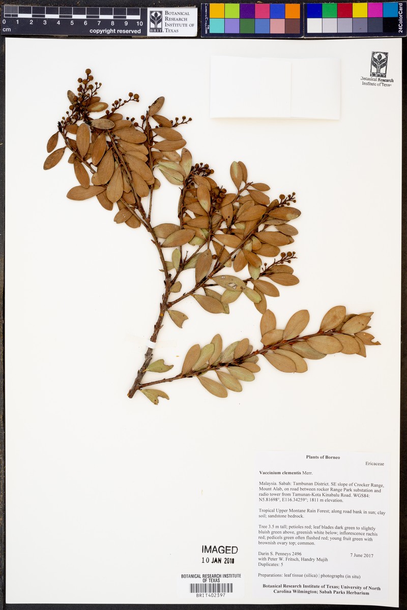 Vaccinium clementis photo 2