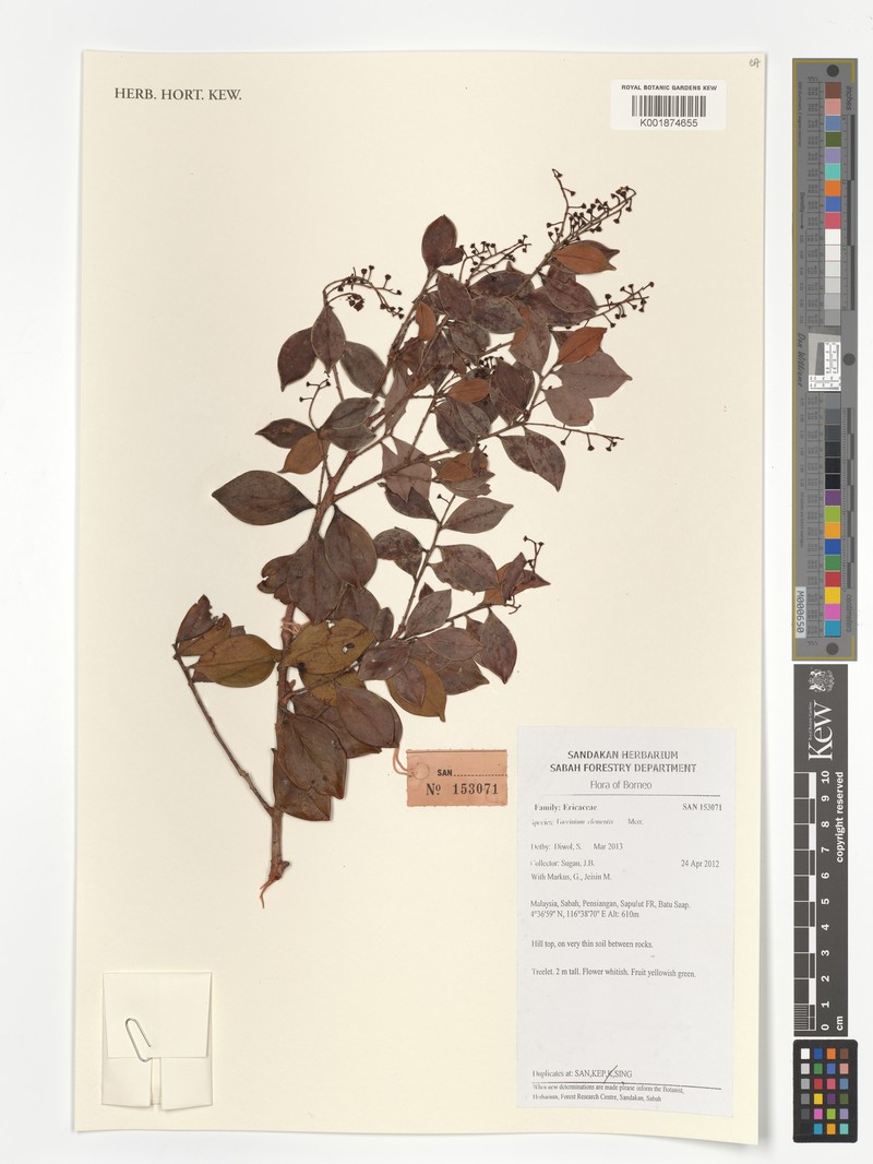 Vaccinium clementis photo 3