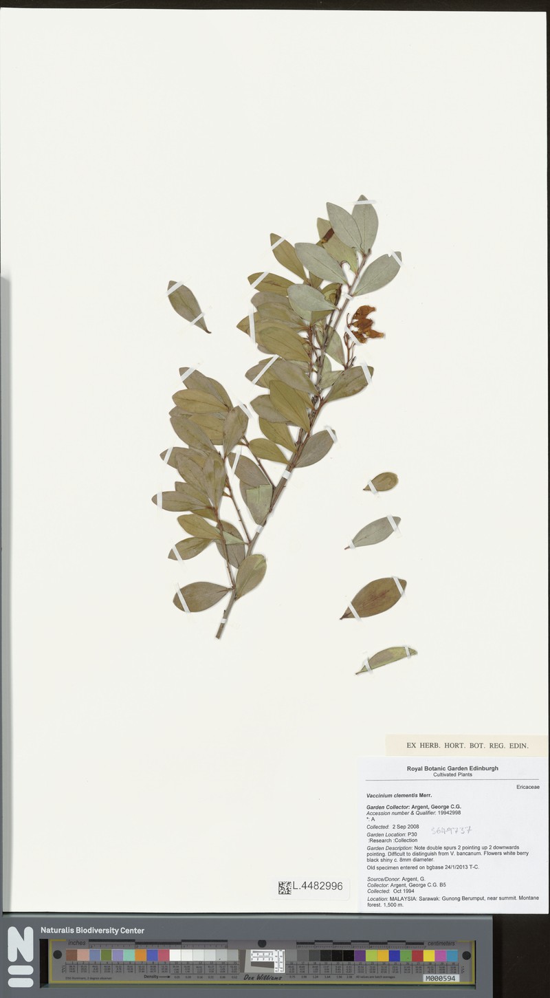 Vaccinium clementis photo 4
