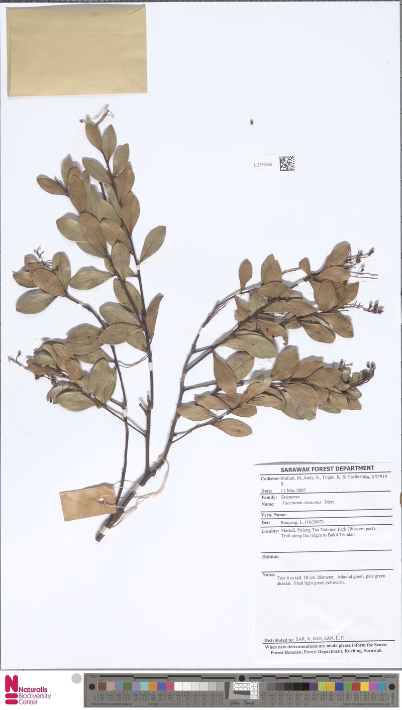 Vaccinium clementis photo 5